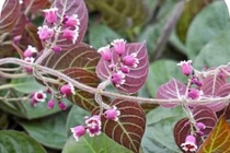 Loại lá giúp kháng viêm dạ dày, đường ruột cực tốt