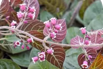 Loại lá giúp kháng viêm dạ dày, đường ruột cực tốt