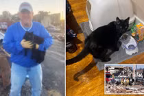 Mèo con sống sót thần kỳ sau 9 ngày chôn vùi dưới đống gạch vụn