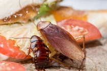 Xay loại lá gia vị này rải gian bếp, gián không còn trú ngụ