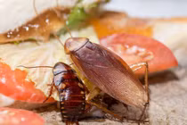 Xay loại lá gia vị này rải gian bếp, gián không còn trú ngụ