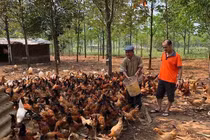 Ngày ăn mối, tối leo cây: Đặc phẩm tiến Vua trăm năm tuổi vùng ‘Đất lửa’ 