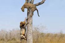 Sư tử leo cây đoạt mồi của báo đốm và cái kết đau điếng 