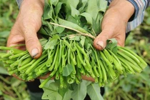 Ăn rau muống phải nhớ kĩ những điều này kẻo “rước” bệnh vào người