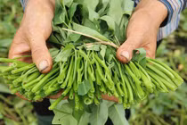 Ăn rau muống phải nhớ kĩ những điều này kẻo “rước” bệnh vào người