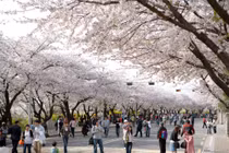 Sars-CoV-2 bùng phát mạnh ở Hàn, Nhật: Doanh nghiệp lữ hành Việt Nam “khóc lớn”?