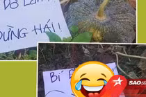 Treo biển "chống trộm" bí, người trồng nhận hồi đáp "dở khóc dở cười"