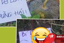 Treo biển "chống trộm" bí, người trồng nhận hồi đáp "dở khóc dở cười"