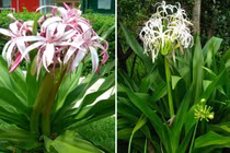 Cây đại tướng quân có ý nghĩa gì trong phong thủy?