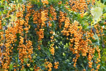 6 cây cảnh “chứa vàng” thu hút tài lộc, may mắn