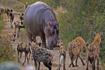 Video: Chó hoang hỗn chiến cùng linh cẩu và hà mã