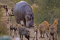 Video: Chó hoang hỗn chiến cùng linh cẩu và hà mã