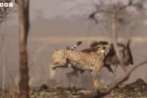 Báo săn tăng tốc tuyệt đỉnh, hạ sát linh dương đầu bò trong chớp mắt