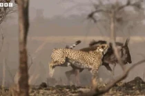 Báo săn tăng tốc tuyệt đỉnh, hạ sát linh dương đầu bò trong chớp mắt