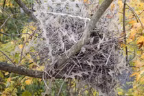 Quạ và ác là xây tổ bằng dây thép gai chống chim