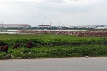 Ai đứng sau Cty Hưng Tài Phát vi phạm đất đai bị xử phạt 90 triệu?