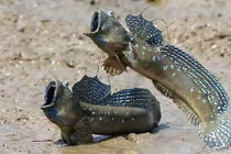 Loài động vật mất 300 triệu năm 'trèo' từ đại dương lên đất liền