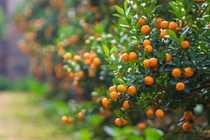 Ý nghĩa cây quất trong ngày Tết Nguyên đán 