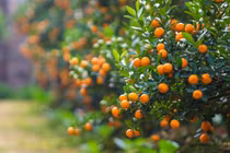 Ý nghĩa cây quất trong ngày Tết Nguyên đán 