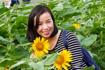 Hàng ngàn người 'check in' vườn hoa hướng dương ngày đầu đưa vào hoạt động