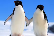 Vì sao chim cánh cụt có cánh nhưng lại không thể bay?