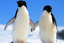 Vì sao chim cánh cụt có cánh nhưng lại không thể bay?