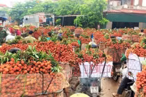 Vải thiều Bắc Giang lên kệ siêu thị, sàn TMĐT tiêu thụ nhanh... thu lợi?