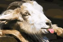 Tử vi tuần mới (9/1 - 15/1): 3 con giáp được Thần Tài phù hộ 