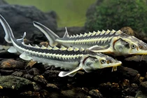 Cites Việt Nam bị hủy 2 văn bản từ chối, thu hồi giấy phép nhập khẩu cá tầm