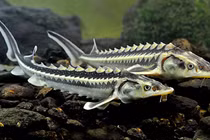 Cites Việt Nam bị hủy 2 văn bản từ chối, thu hồi giấy phép nhập khẩu cá tầm