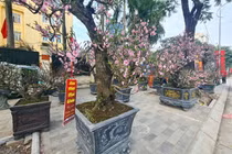 Hà Nội: Hình ảnh trầm lắng ở chợ hoa Tết trên đường Lạc Long Quân