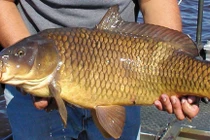 5 loại cá "ổ chứa" formaldehyde và kim loại nặng, rẻ cũng đừng mua 