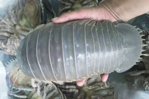 Loại hải sản mệnh danh "xe tăng lội nước", giá 1,5 triệu đồng/kg 