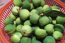 Loại quả rừng nhìn như quả sung, hạt bán 400.000 đồng/kg 