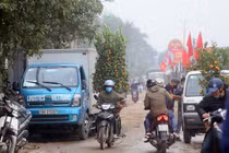 Chợ hoa đìu hiu... làng quất cảnh Tứ Liên nhộn nhịp khách ra vào