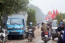 Chợ hoa đìu hiu... làng quất cảnh Tứ Liên nhộn nhịp khách ra vào