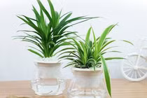 3 vật phong thủy chiêu tài lộc, đặt sai vị trí lại gây họa