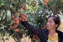 Người nông dân ngồi trên núi livestream khắp toàn cầu 