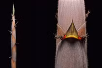 Nở hoa thế kỷ chỉ một lần và sự tái sinh bí ẩn của loài tre Henon 