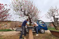 Đào Nhật Tân nhộn nhịp “về vườn” sau những ngày chơi Tết