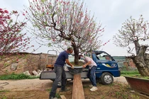 Đào Nhật Tân nhộn nhịp “về vườn” sau những ngày chơi Tết