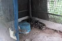 Clip: Tá hỏa phát hiện trăn khổng lồ trong chuồng thú cưng