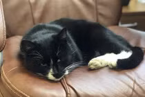 Suýt bị máy nghiền rác “xơi tái”, chú mèo thành “Thứ trưởng môi trường” 