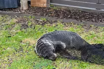 Hải cẩu New Zealand bất ngờ xuất hiện trong nhà dân, làm mèo sang chấn