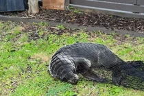 Hải cẩu New Zealand bất ngờ xuất hiện trong nhà dân, làm mèo sang chấn