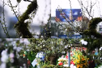 Mai trắng bọc rêu kín thân hét giá chục triệu đồng/gốc ở chợ hoa Tết Hà Nội 