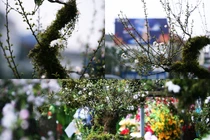 Mai trắng bọc rêu kín thân hét giá chục triệu đồng/gốc ở chợ hoa Tết Hà Nội 