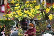 "Mê mẩn” mai vàng Bình Định cả chục triệu/chậu khoe sắc ở chợ Tết thủ đô