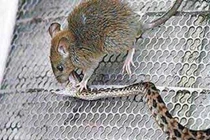 Mèo đứng hình nhìn cặp chuột khổng lồ đại chiến