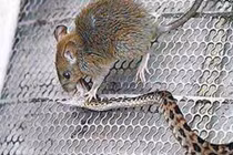 Mèo đứng hình nhìn cặp chuột khổng lồ đại chiến